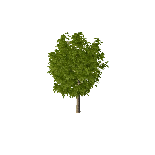 BigTree2_terrain 1